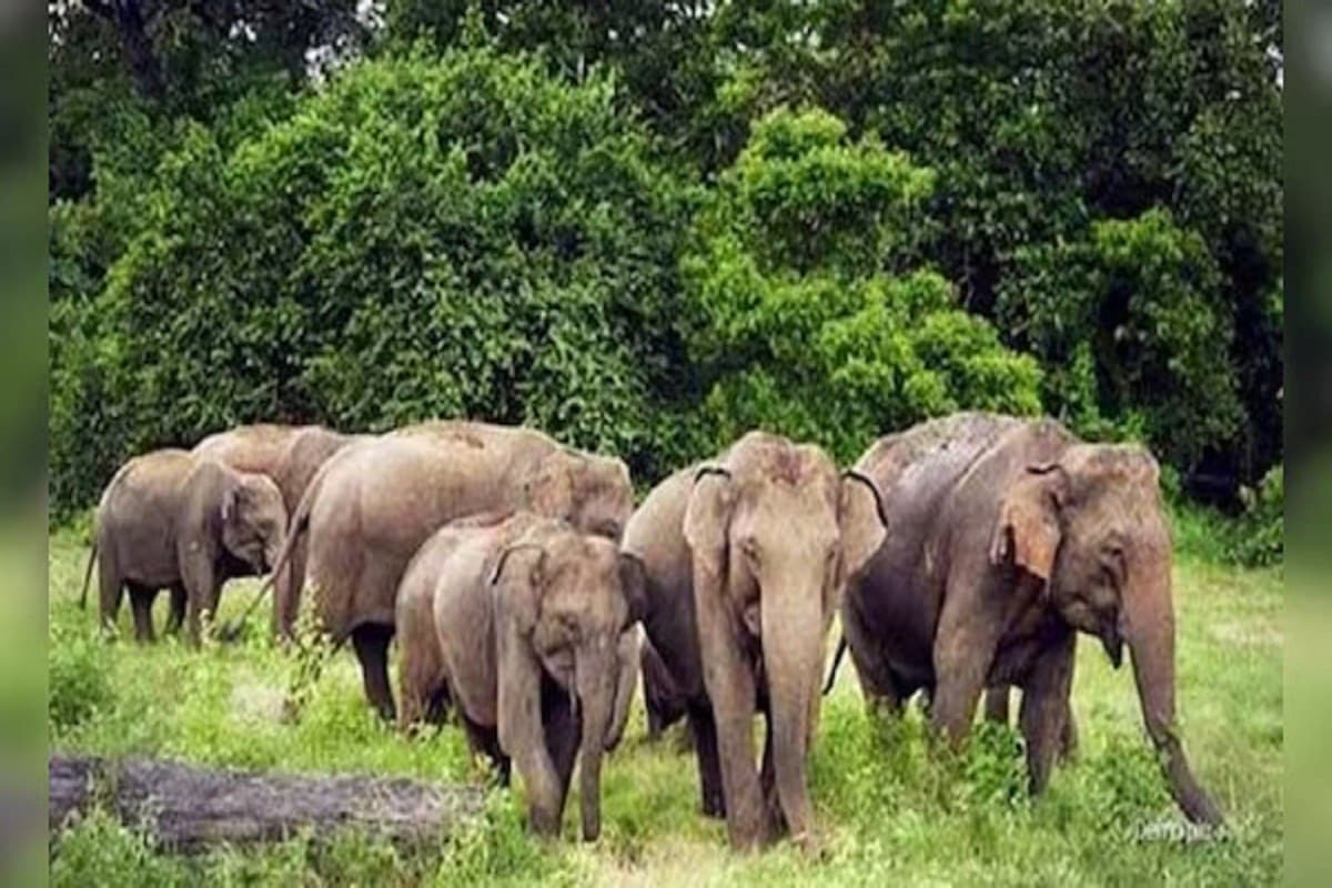 Korba Elephant terror