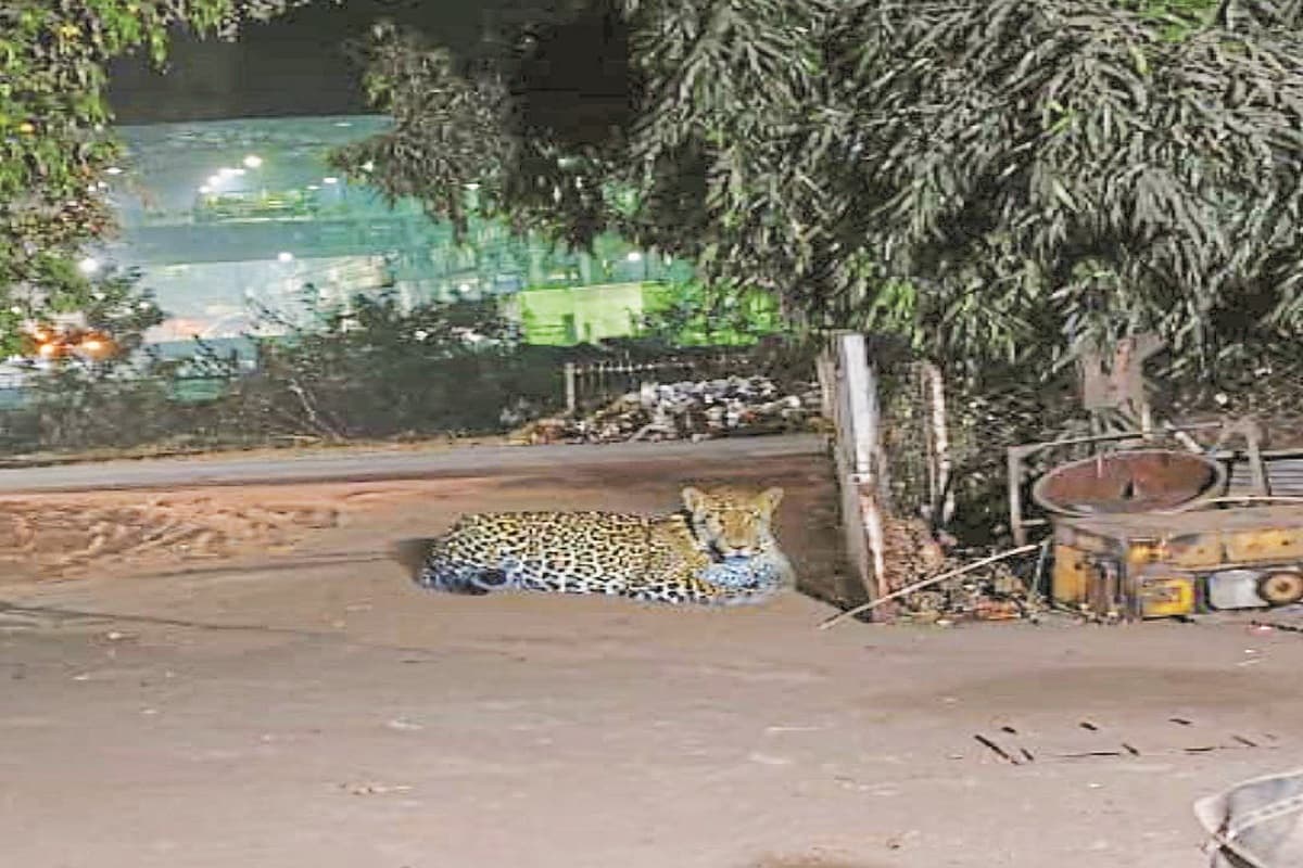 Bhilai Steel Plant Leopard: भिलाई स्टील प्लांट में घूम रहा तेंदुआ, पकड़ने के लिए लगाया पिंजरा