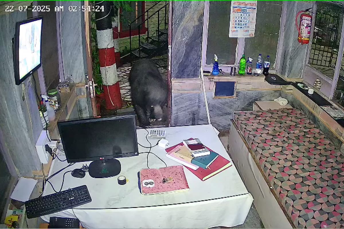 bear enter in hotel