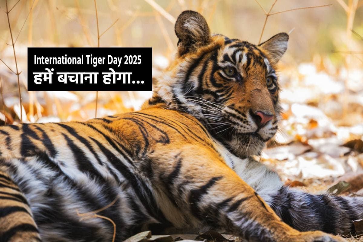 International tiger day 2025