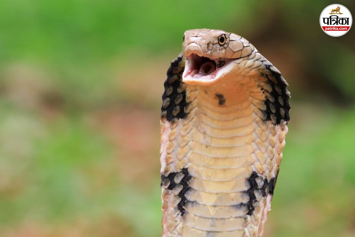 Snake Bite Death