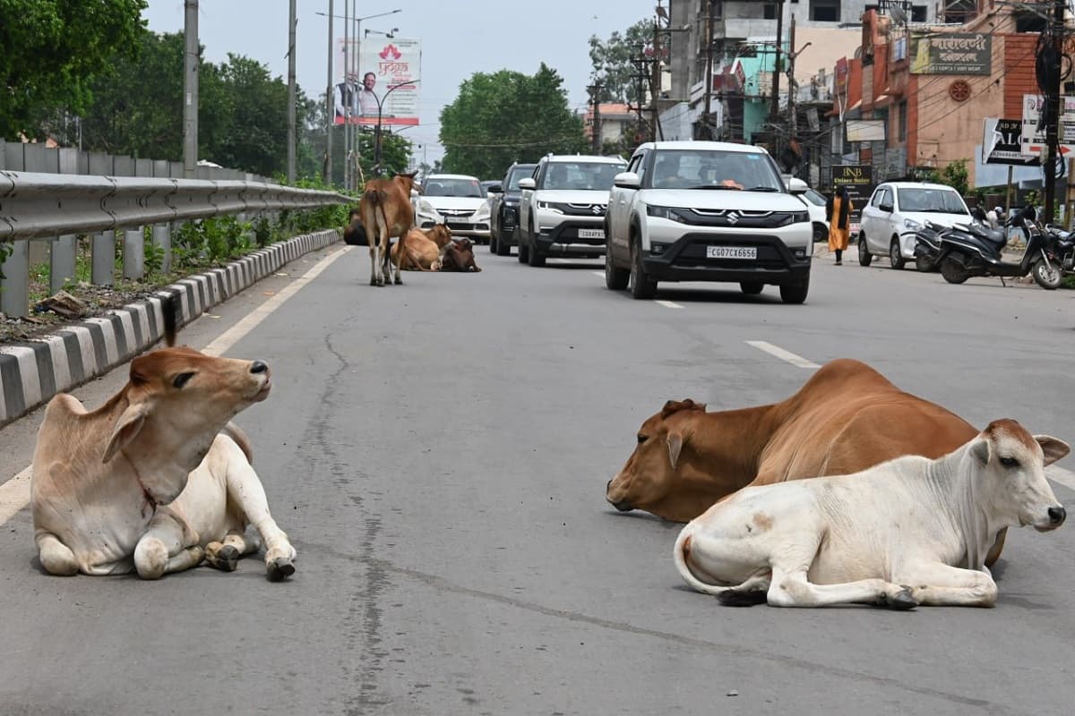 सड़क पर बैठे मवेशी (Photo Patika)