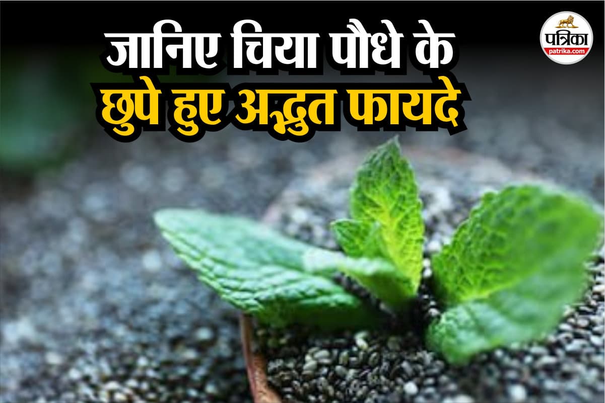 Health benefits of chia leaves फोटो सोर्स – Freepik