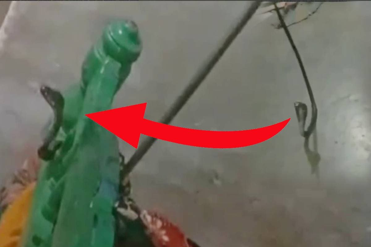 snake