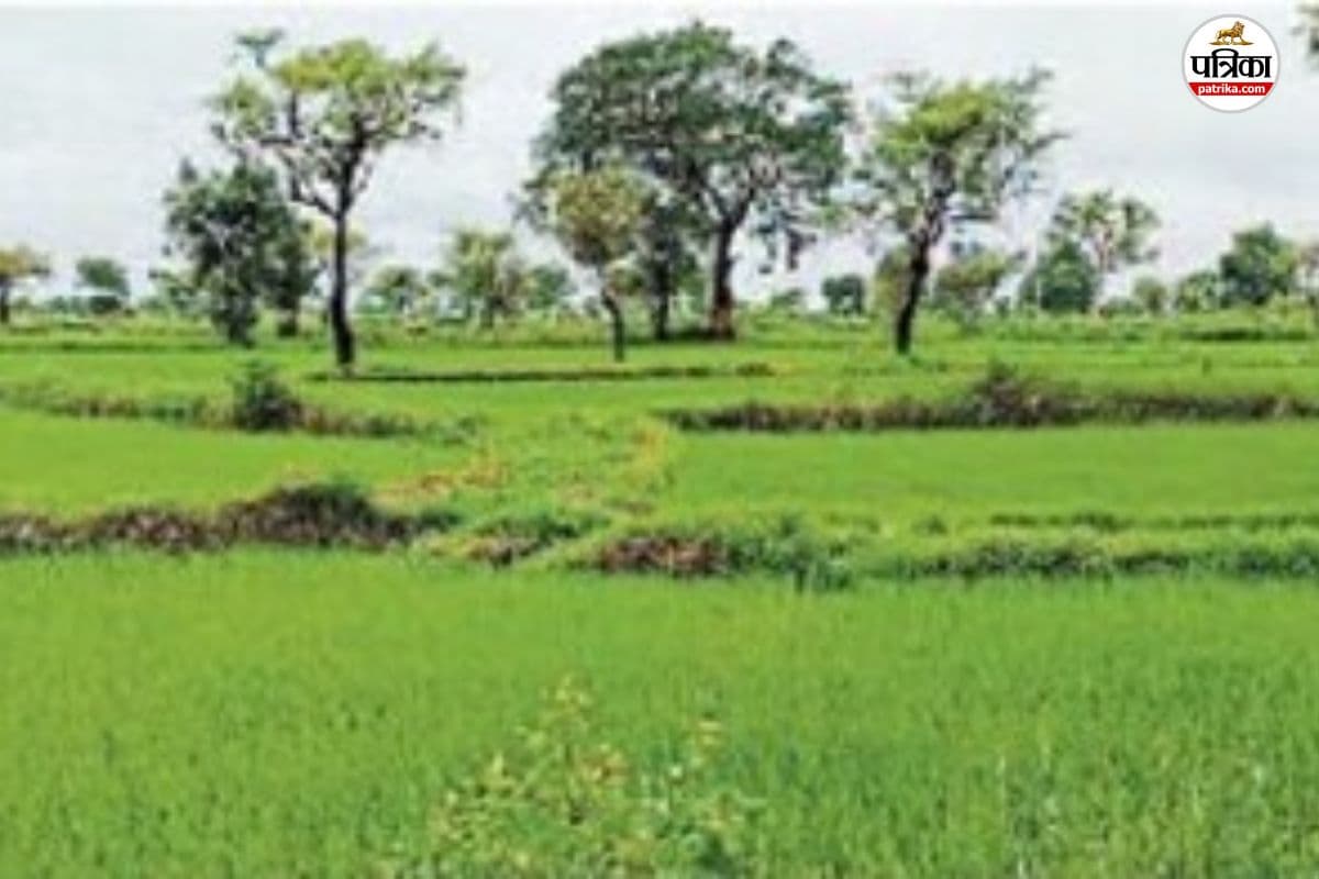 मानसून की मेहरबानी से खेती रफ्तार (photo-unsplash)