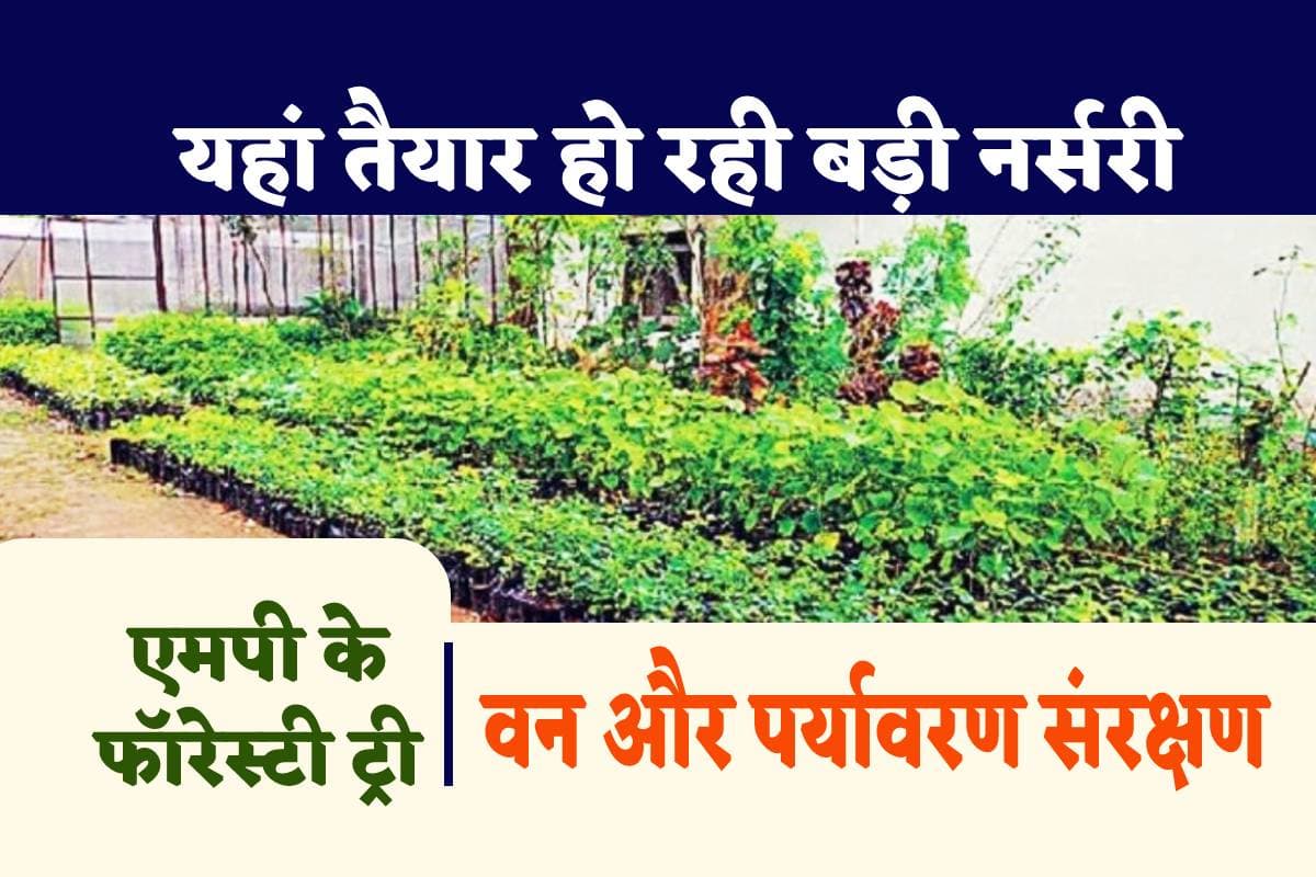 MP News